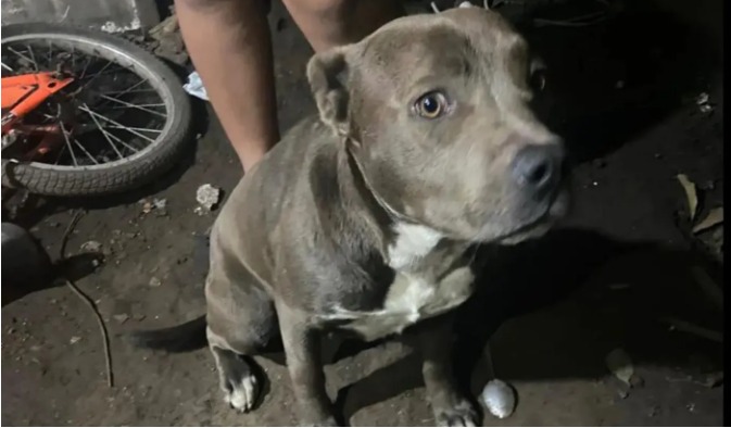 Tragedia en Arturo Seguí: imputaron a los dueños de los perros que atacaron y mataron a un nene de 2 años