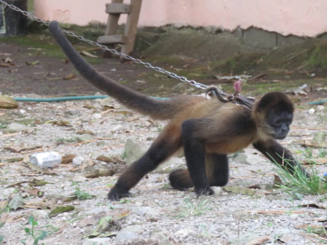 Rescatan a cientos de animales que estaban en una casa de La Plata