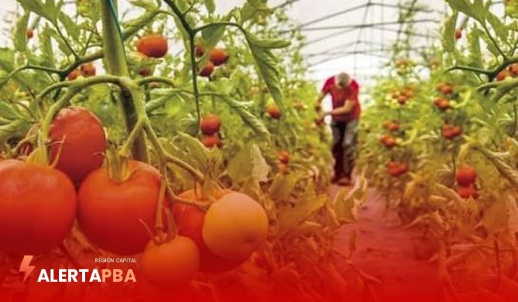 Los quinteros de La Plata tiran verdura por la caída del consumo y el aumento de costos