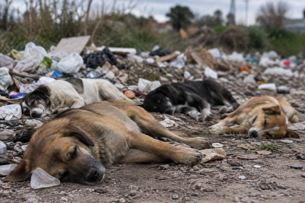 Impotencia y tristeza en Los Hornos: envenenaron a 4 perritos y buscan al responsable – Diario Gran La Plata