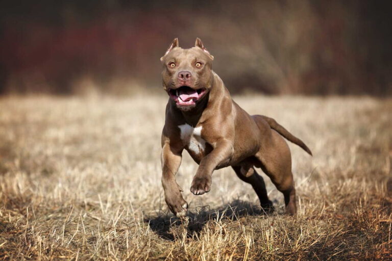 Dos pitbulls atacaron a una mujer en Los Hornos: sufrió heridas en brazos, piernas y el tórax – Diario Gran La P…