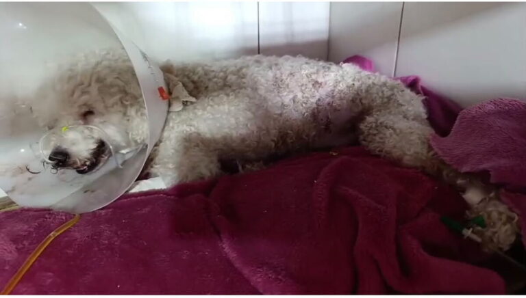 Los ataques de los perros salvajes no cesan en La Plata: un Bull Terrier destrozó a un caniche y ahora juntan di…